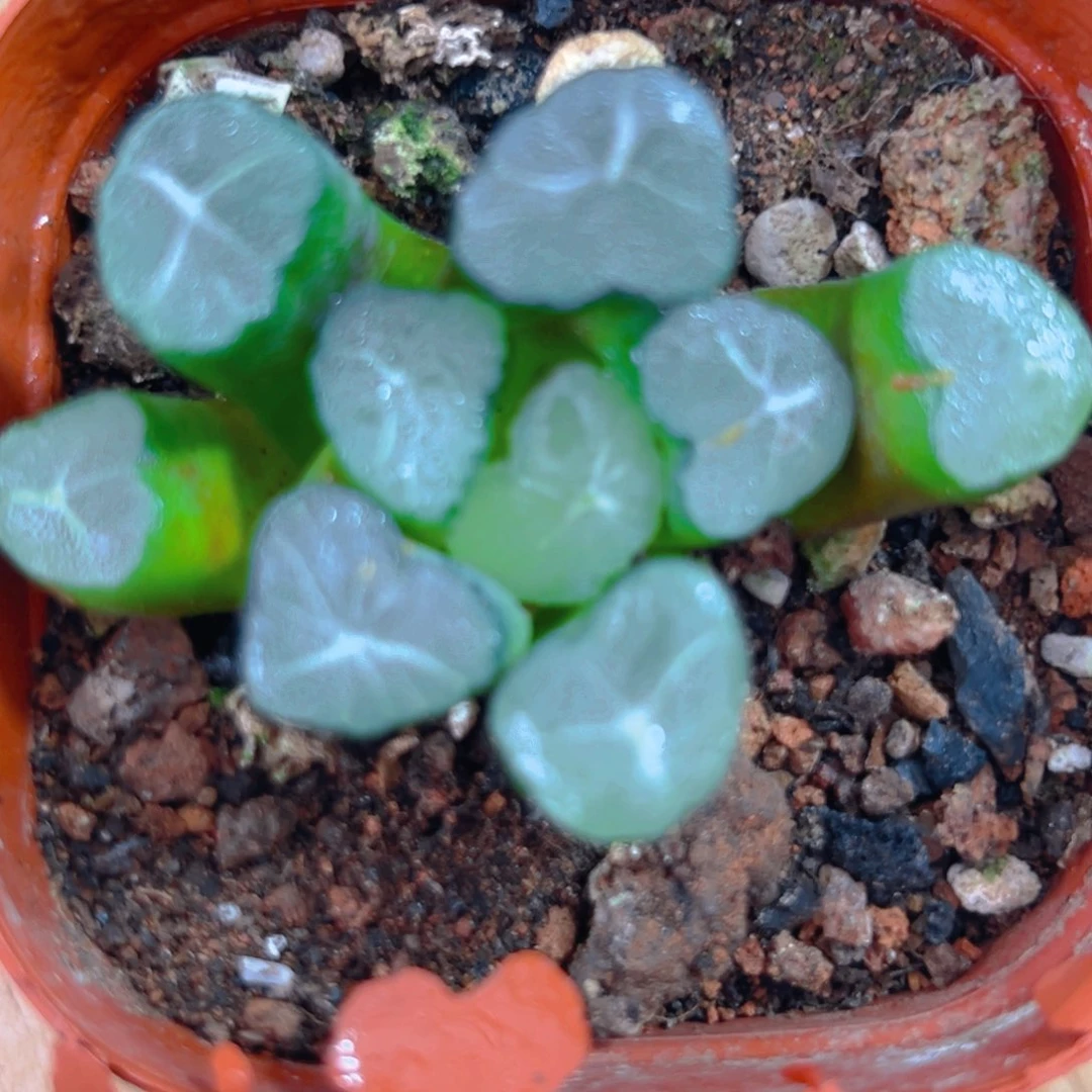 爆炸星万象多肉多肉一颗