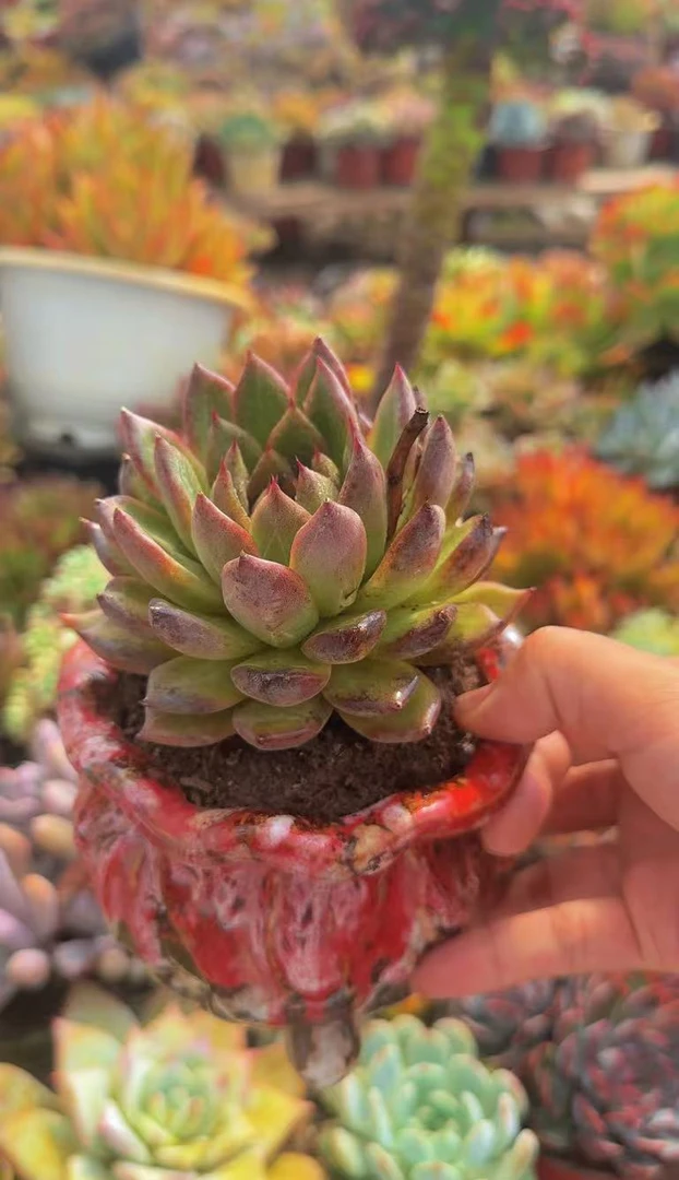多肉植物精品暗纹水晶玫瑰（绿植.花卉.盆栽.花花草草.精品多肉）