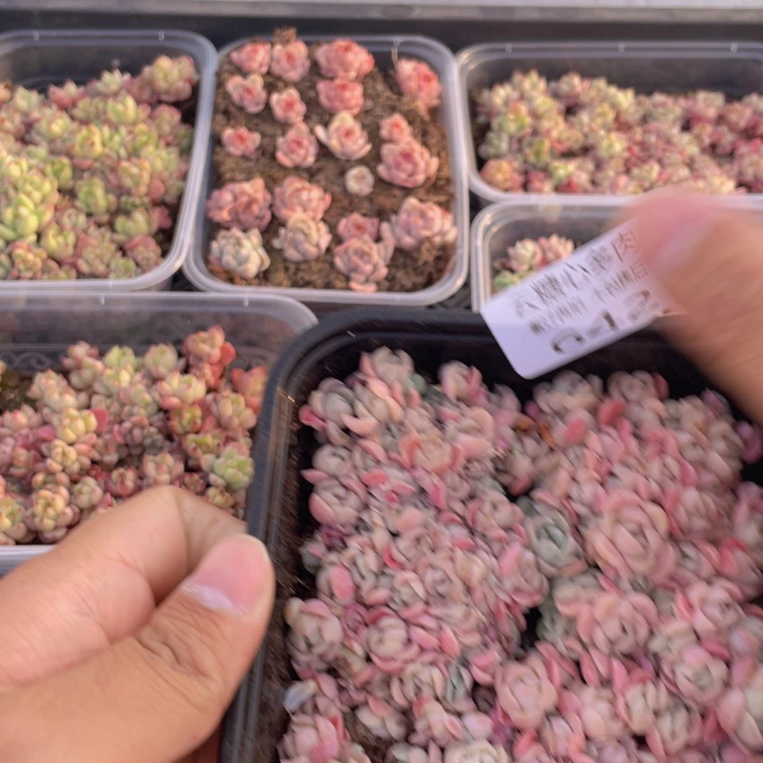 云糖心多肉植物642