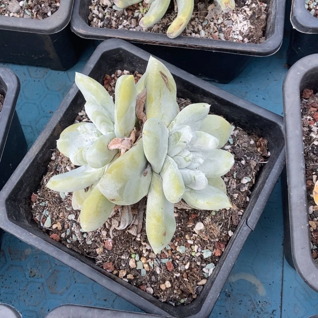 拇指多肉植物啦啦啦