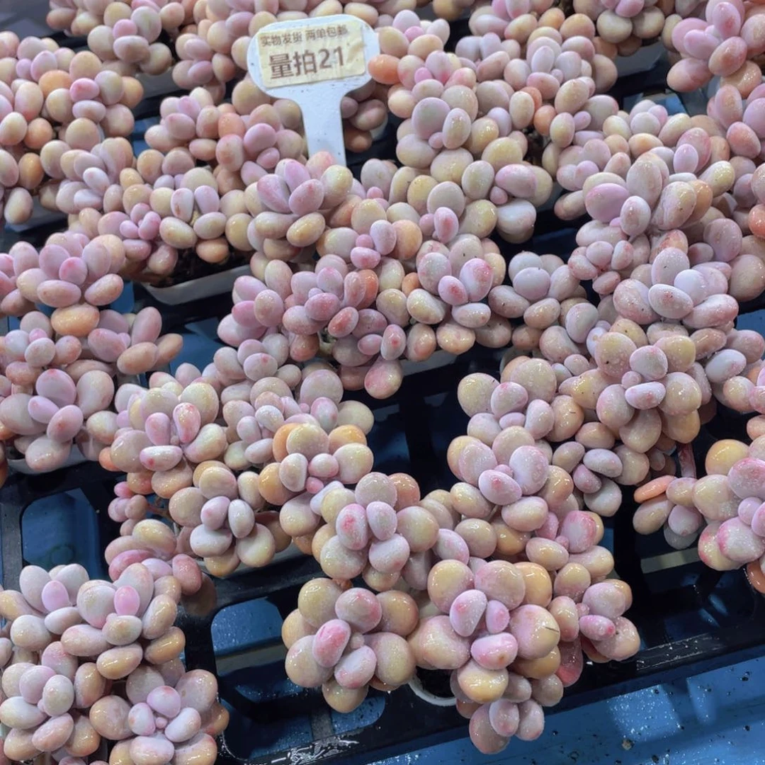 量拍21号 丸叶老桩粉桃蛋拼盘八头起一个