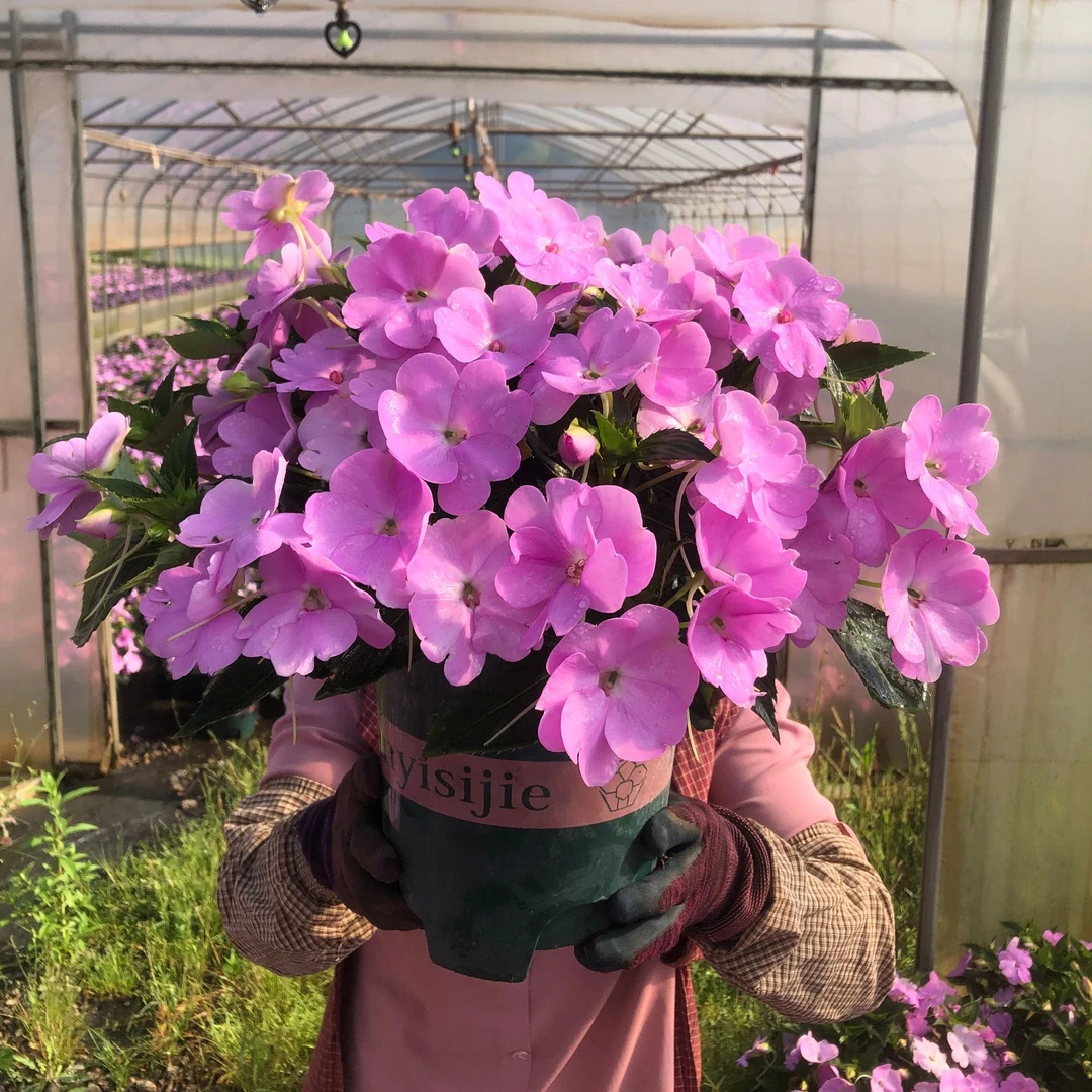 桑蓓斯超级凤仙花盆栽耐热多年生四季开花阳台庭院植物