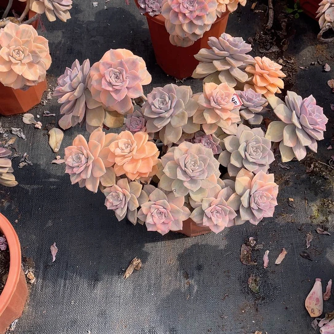 ?****?481紫乐锦物流自理 一物一拍