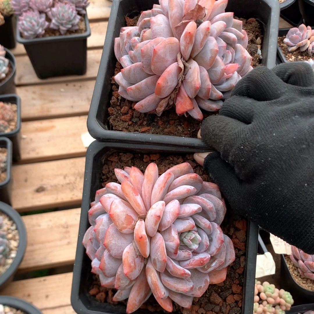 12厘米双头粉星影两颗 福利 3899