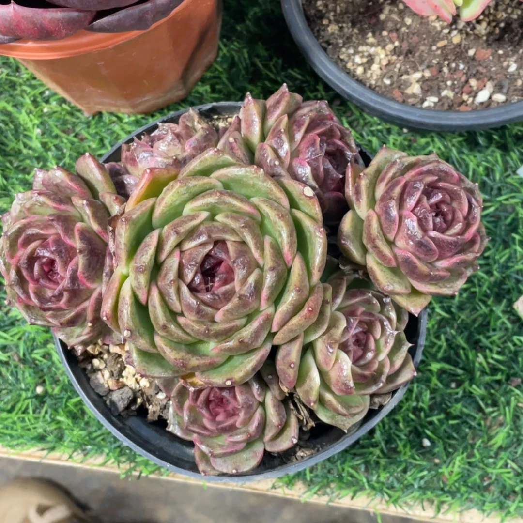 水晶杂冠幅18 公分一物一拍