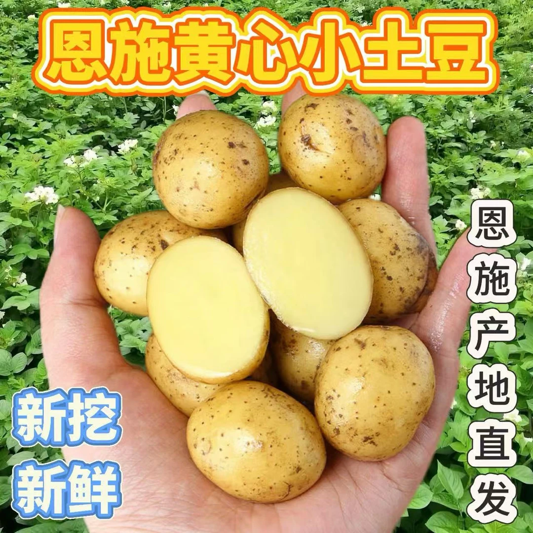 2025恩施新鲜黄心小土豆高山农家自种粉糯香甜大洋芋农家肥马铃薯