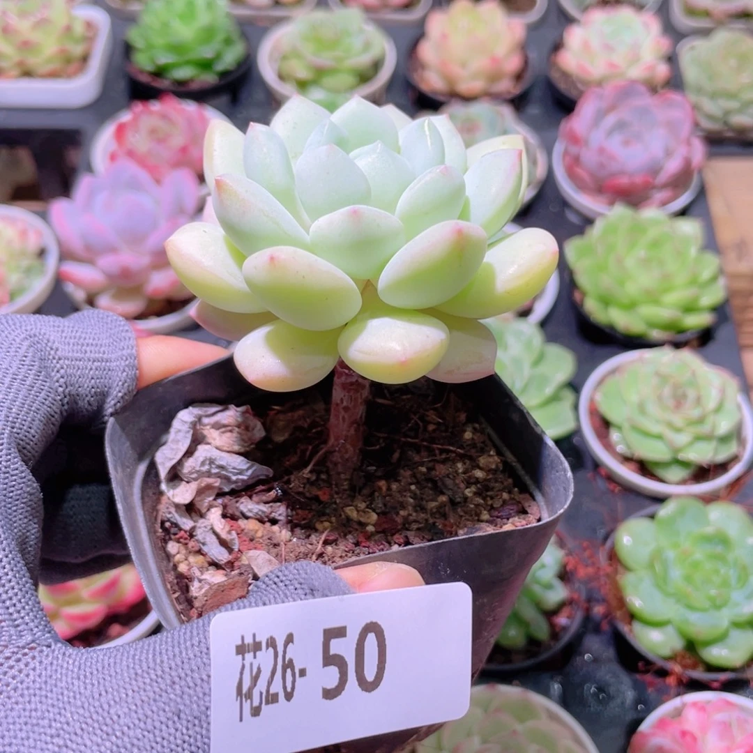 花利美26-50玉兔