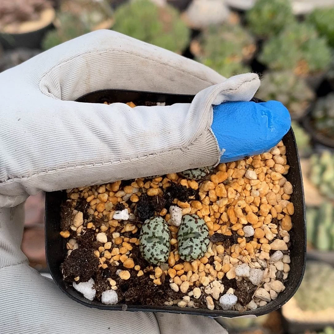 609 泡点安贞脱土 有疤特