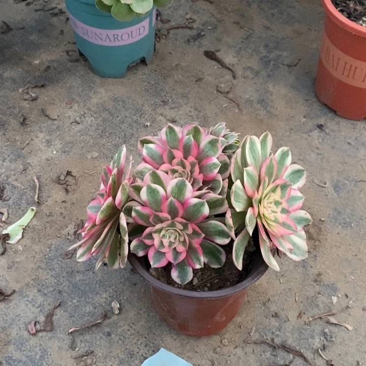 倾城缀多肉植物21。