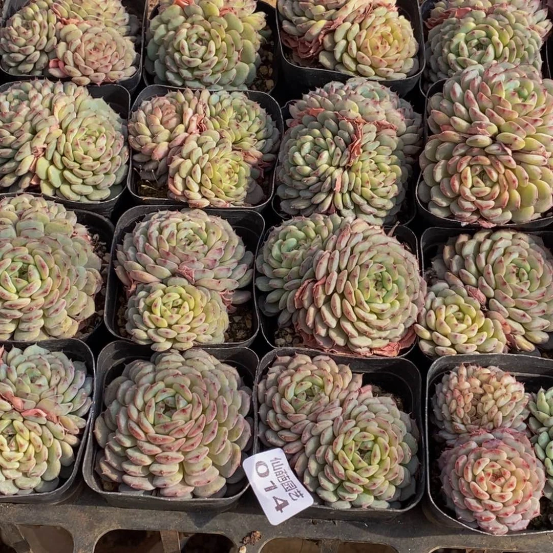 毅**深014多肉植物保护研究所所长的