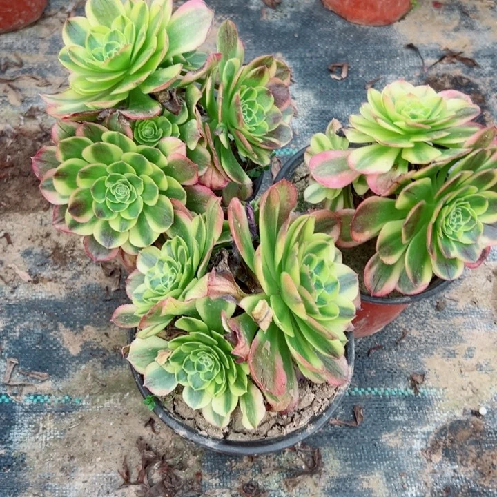 158奶白多肉zh只有