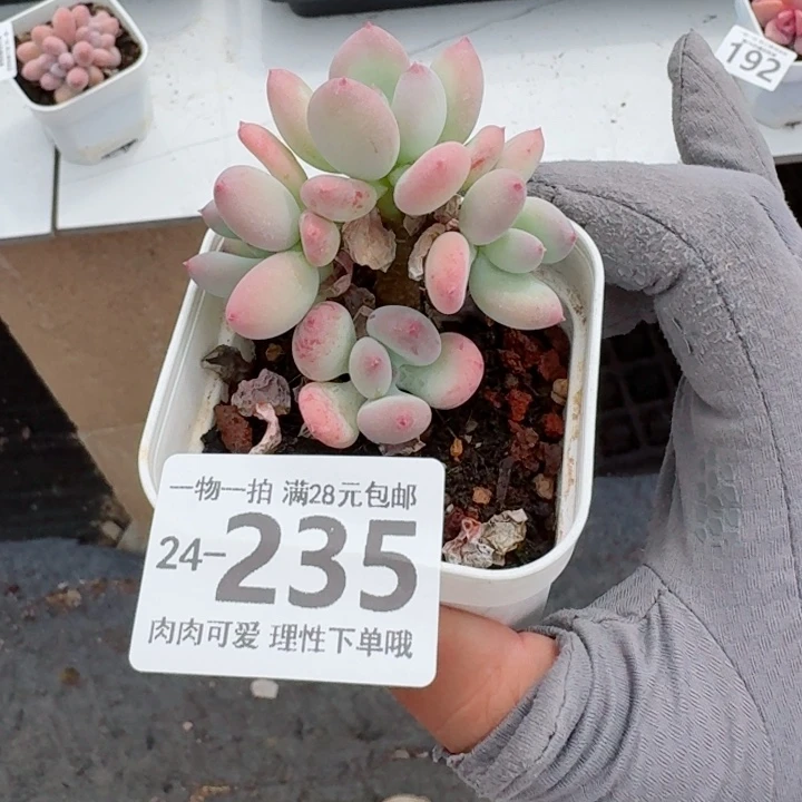 苹果奶多肉无盆土发货