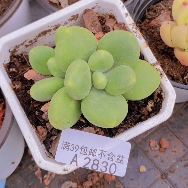 芒果奶7cm2830多肉酱
