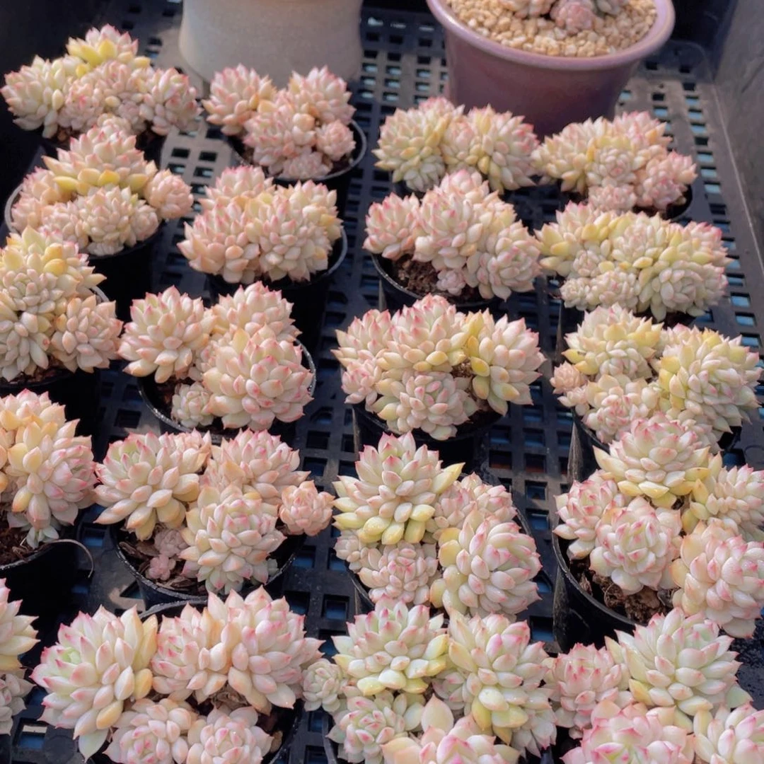 量拍53号白底小乔群生两个