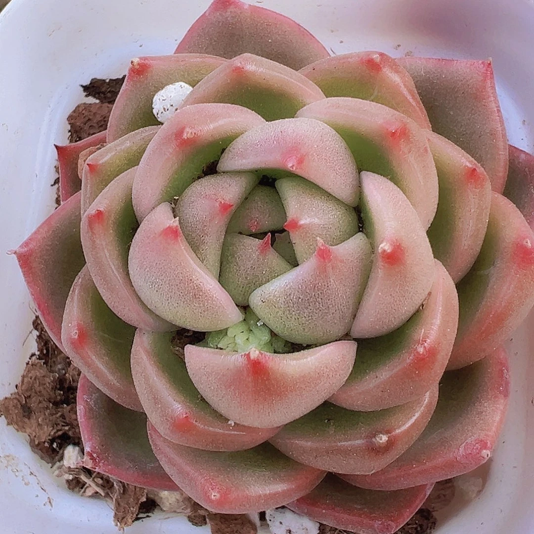 冰宝龙19包邮多肉植物