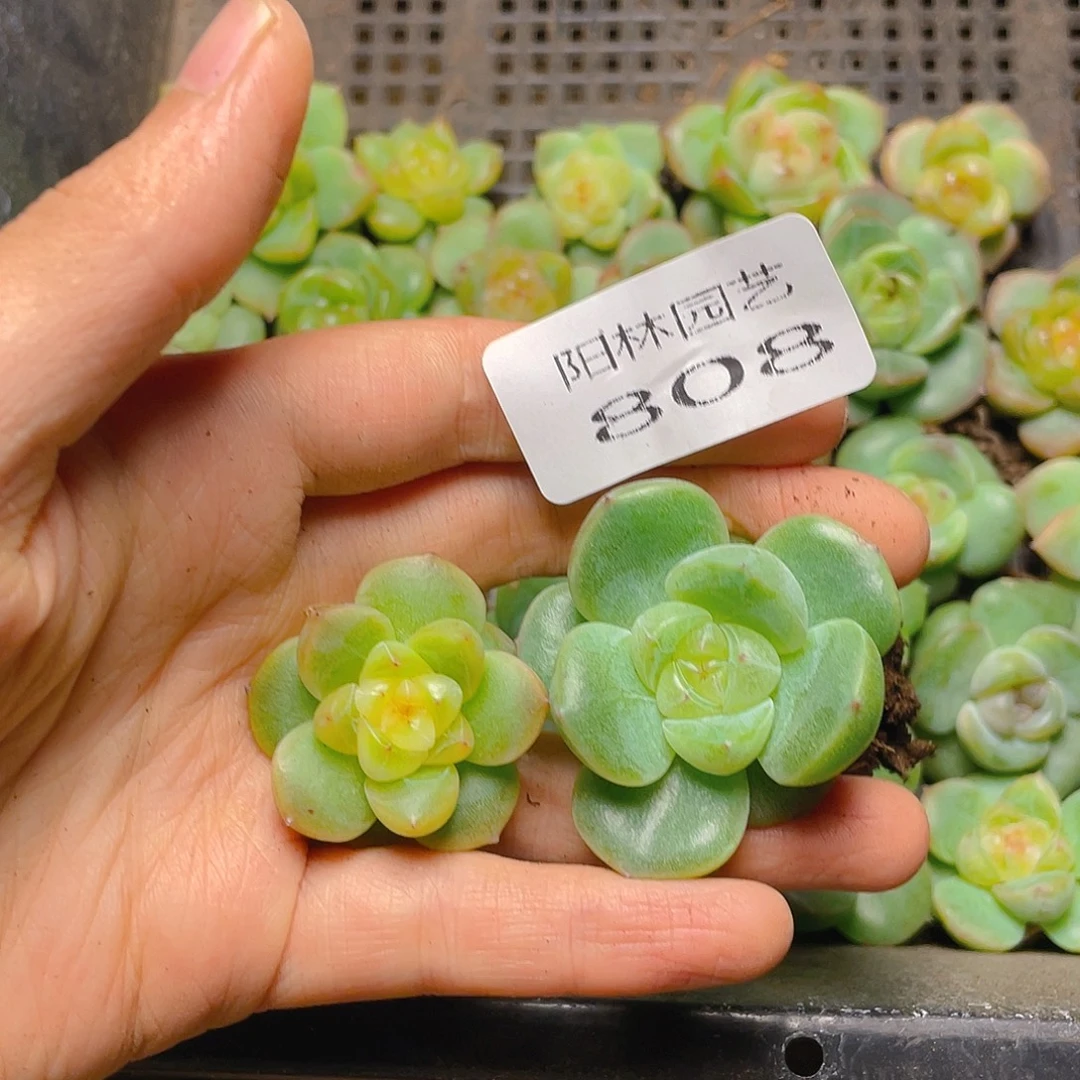 任***倒  多肉植物多肉植物808