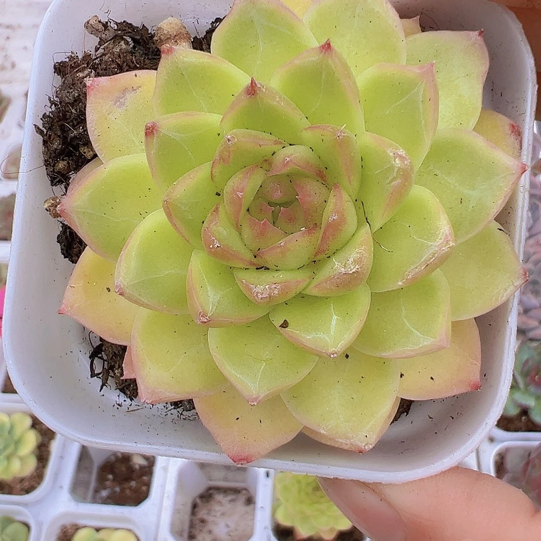 黄麦杆19包邮多肉植物