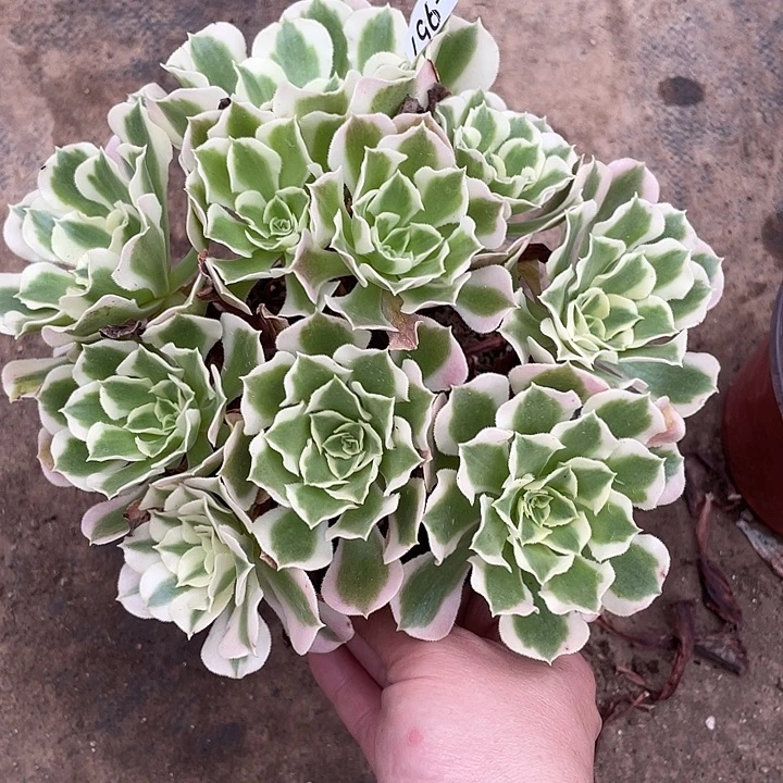 957白风多肉植物法师