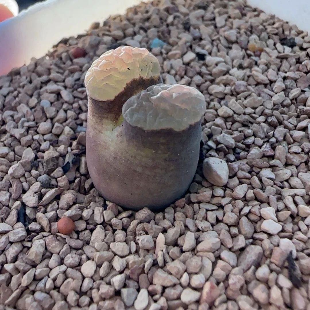 2.7多肉外播场磁铁69号