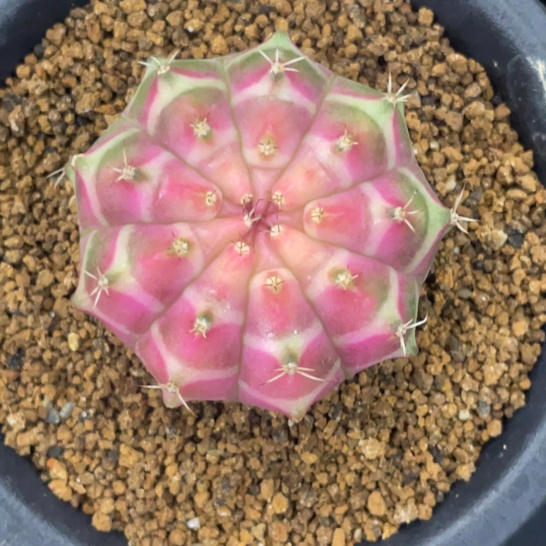 当前无花朵，栽培后可花朵包子粉轮回