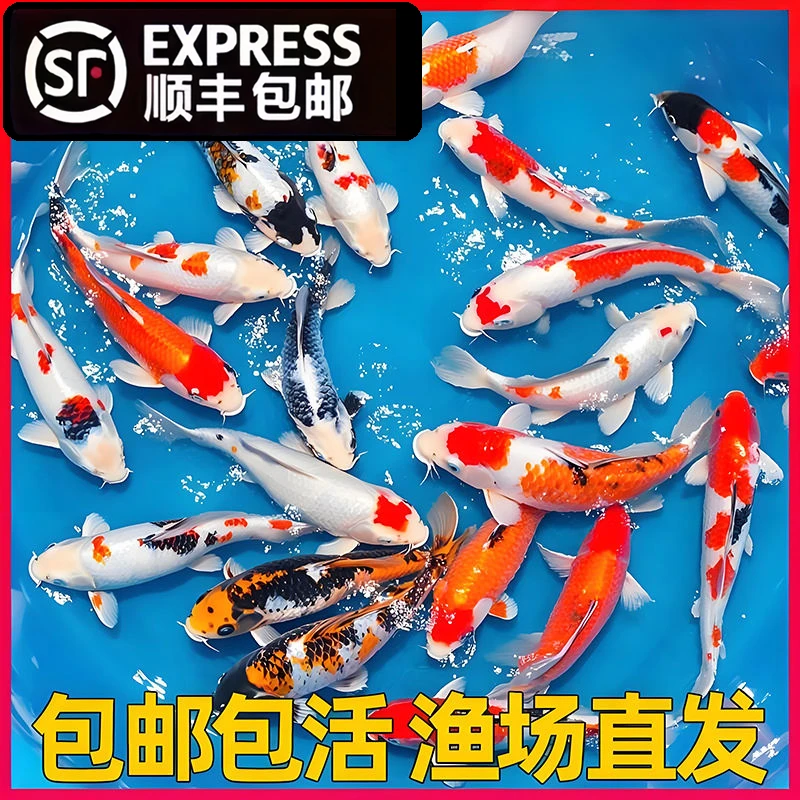 锦鲤观赏鱼非草金活体冷水鱼黑金黄金白金红白大正热带鱼招财龙凤