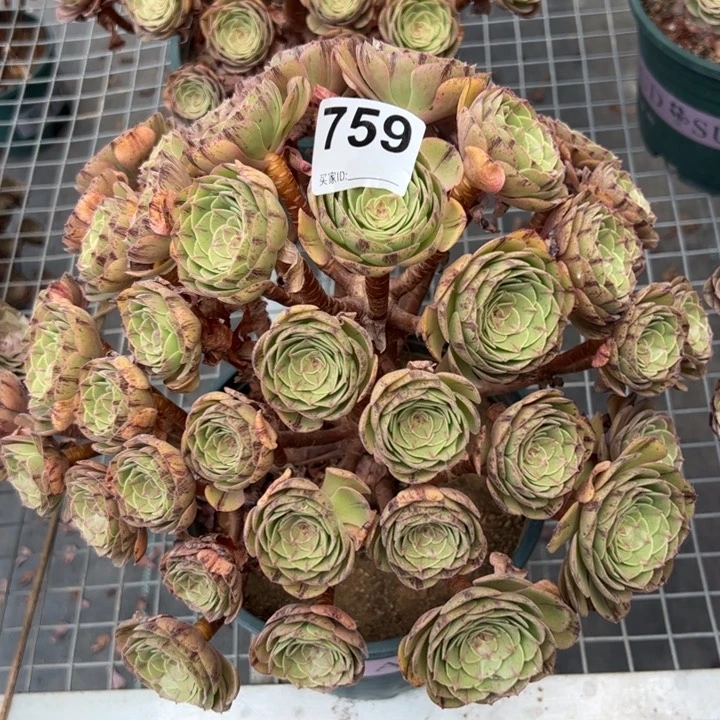 759万拉丝朵朵35厘米左右