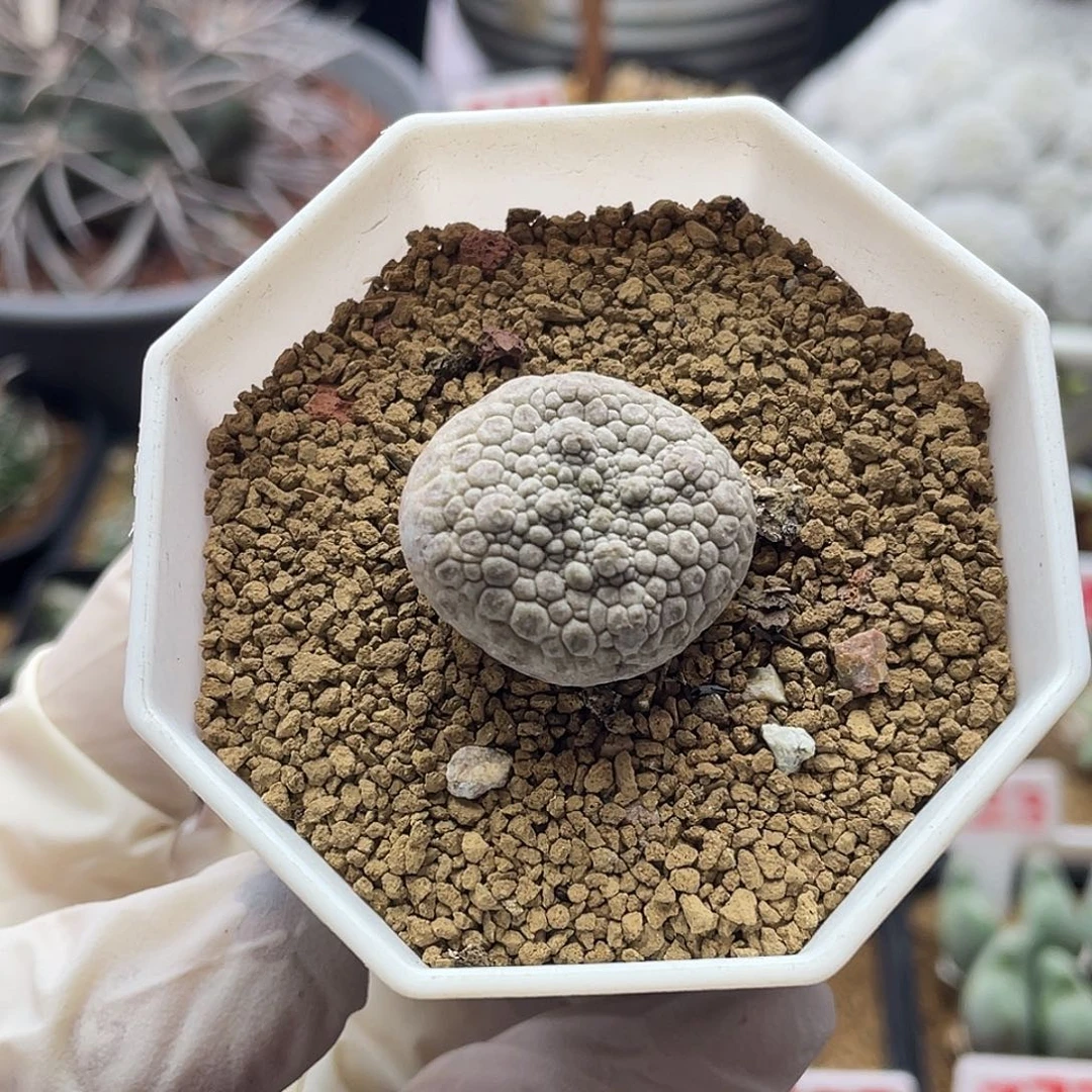 实生大尤十字方凝蹄玉仙人球