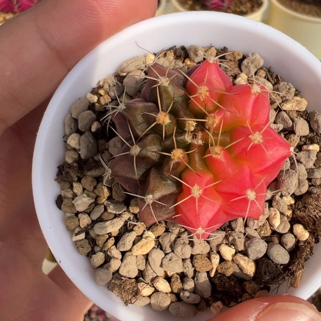 291 好看的米哈冲冲冲