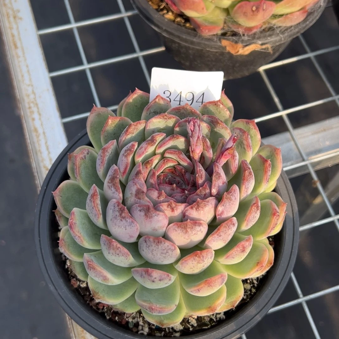 陈*云3494多肉多多多多