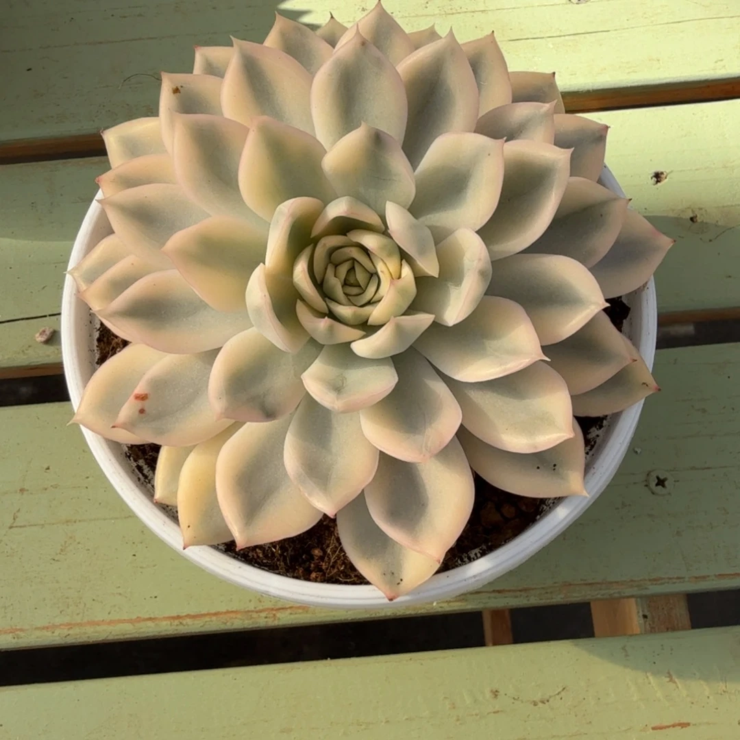 月亮仙子锦上园艺一物一拍