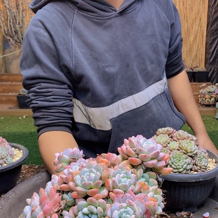 苹***黄397号冷香多肉植物