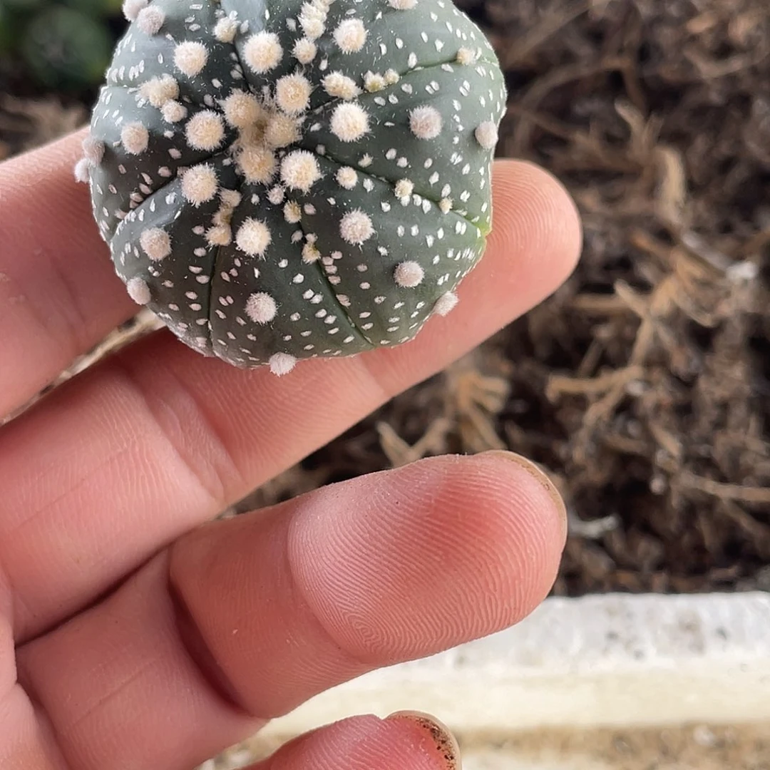 早***树无花朵花园兜一个球球