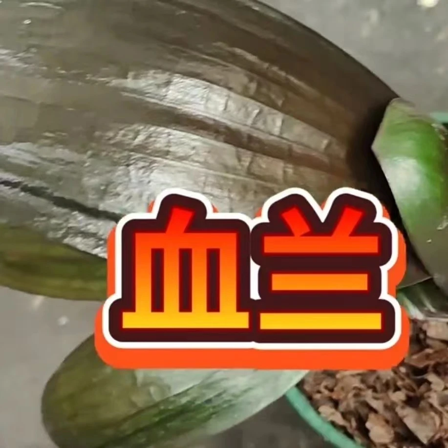 七号名贵君子兰精品血王一号麻脸盆栽宽短叶圆头绿植盆栽花卉