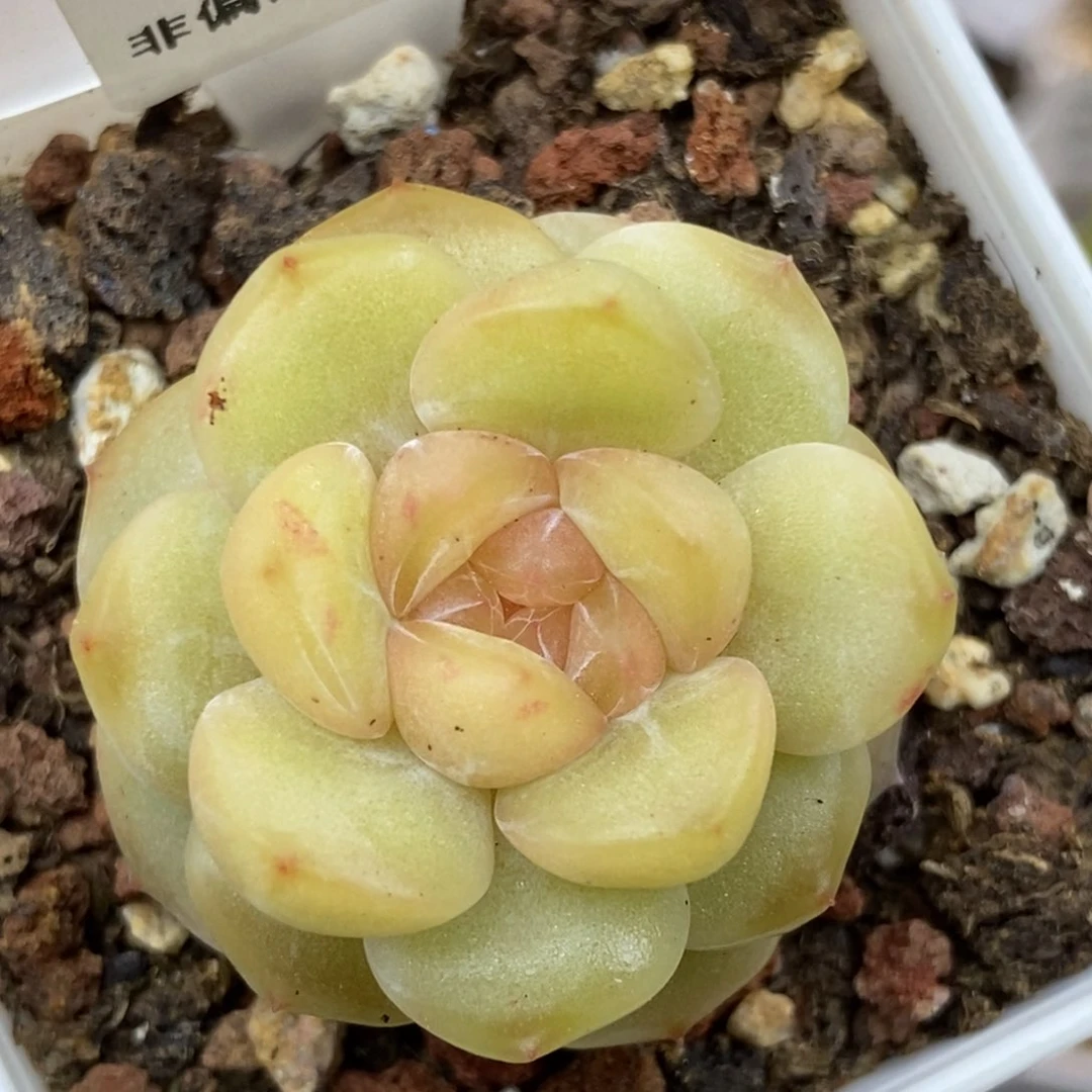 528东篱下多肉植物盆栽