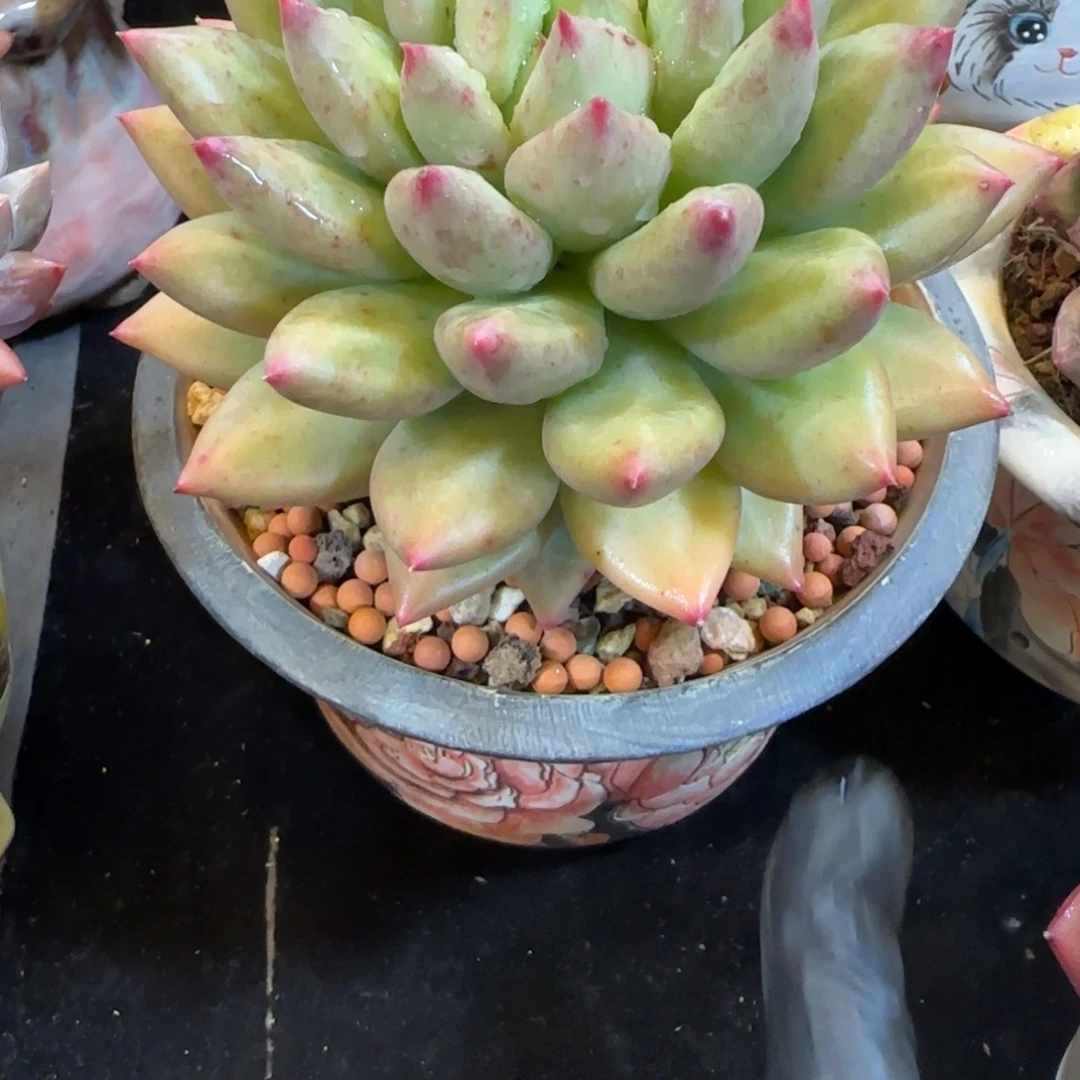 韩版米其林一颗一颗带盆土