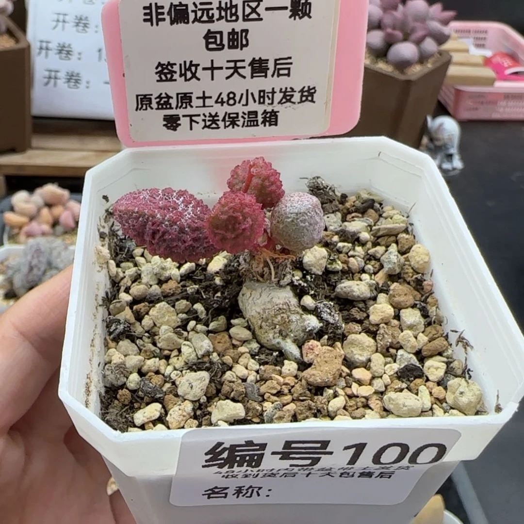 100小叶猪舌多肉