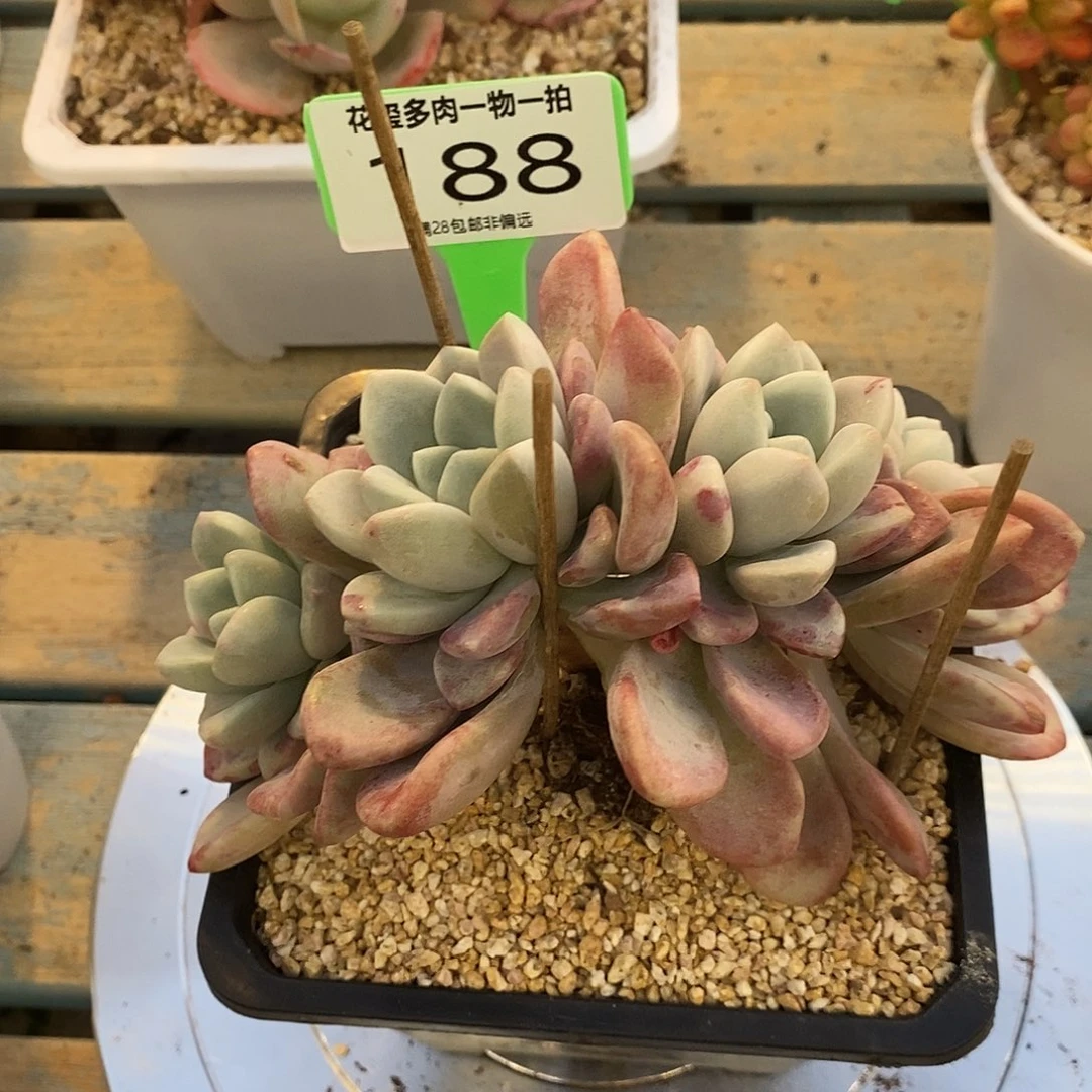 花玺多肉植物0188