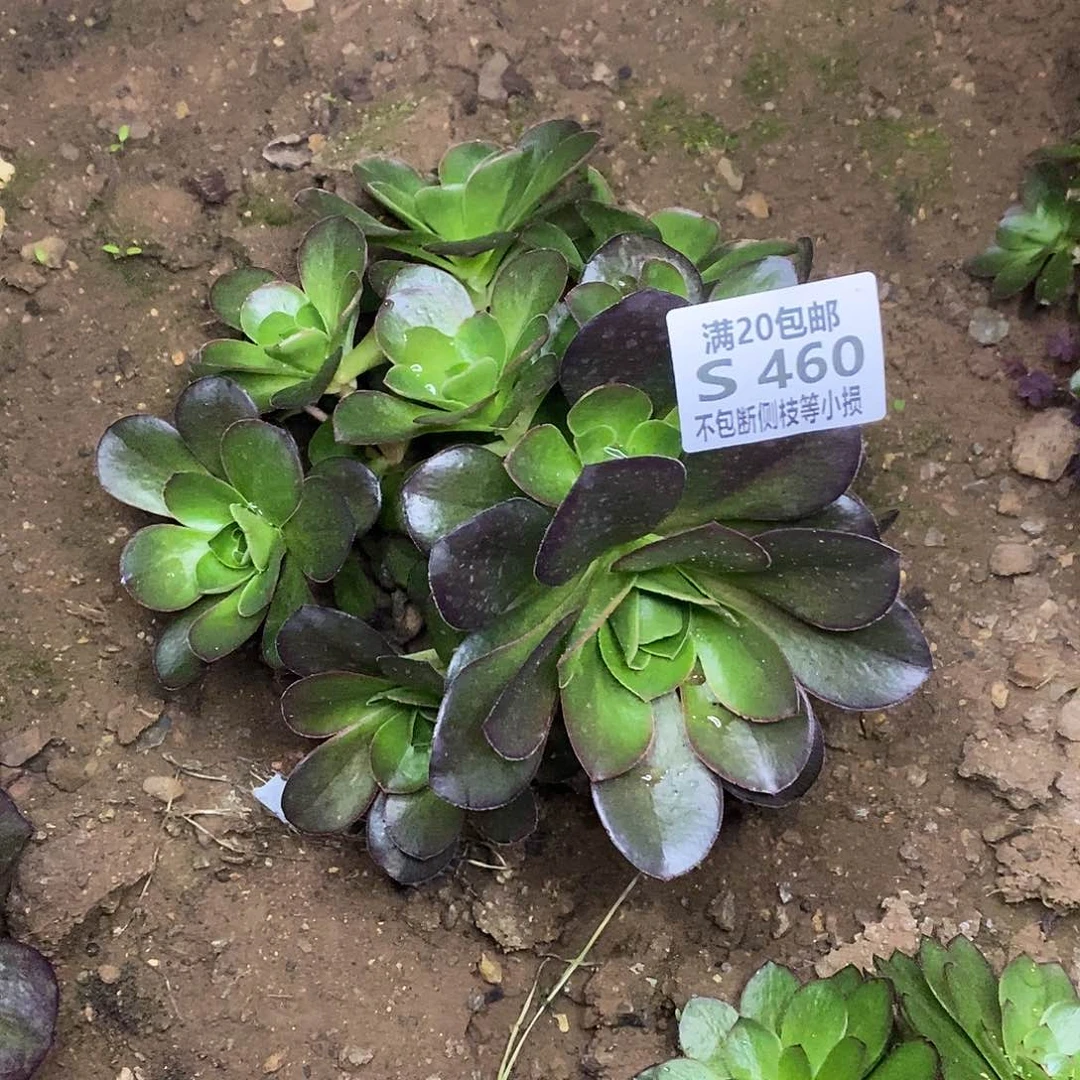 460魅金玫瑰多肉有砍
