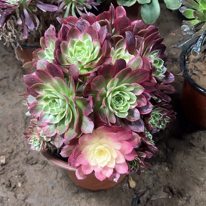 多肉植物莲花座29