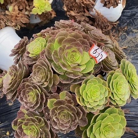 万夫人老桩花脸662号