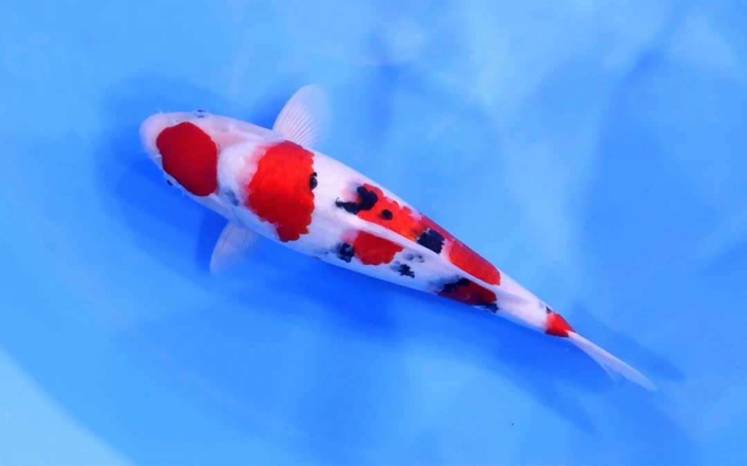 1【不包邮】锦鲤观赏鱼活体