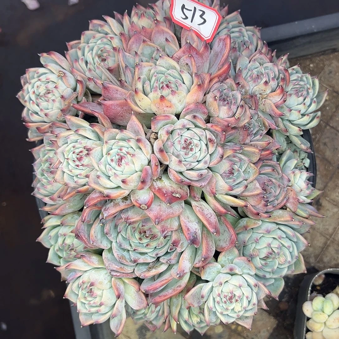 513号吉娃娃，一物一拍