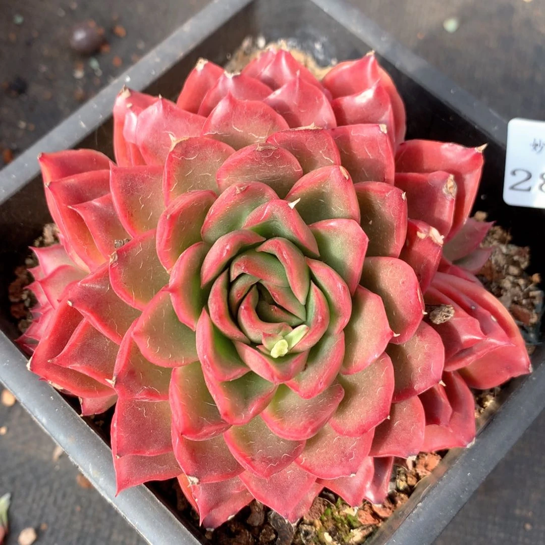 2832杂交多肉植物