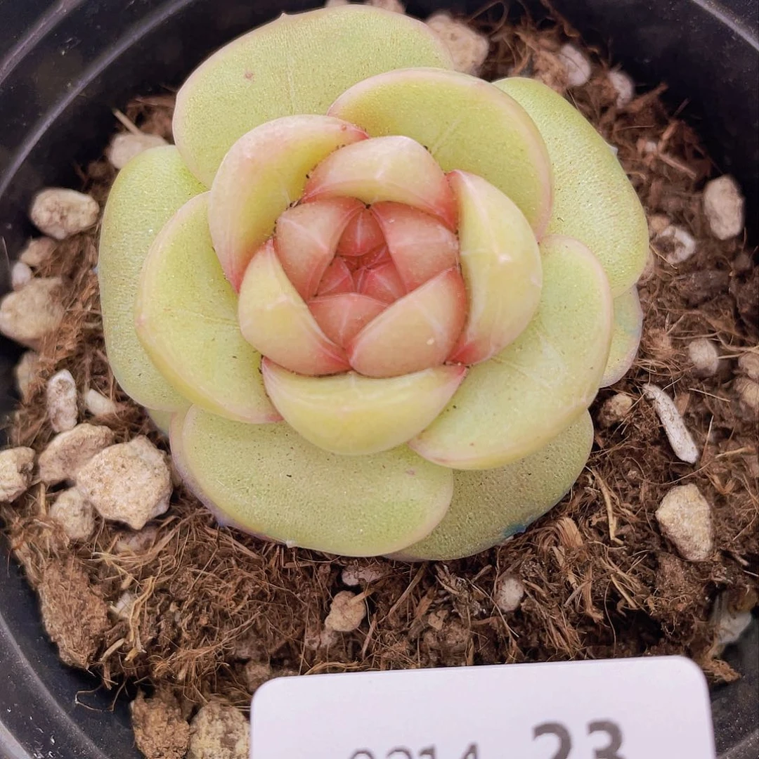 000000000000023liang pai