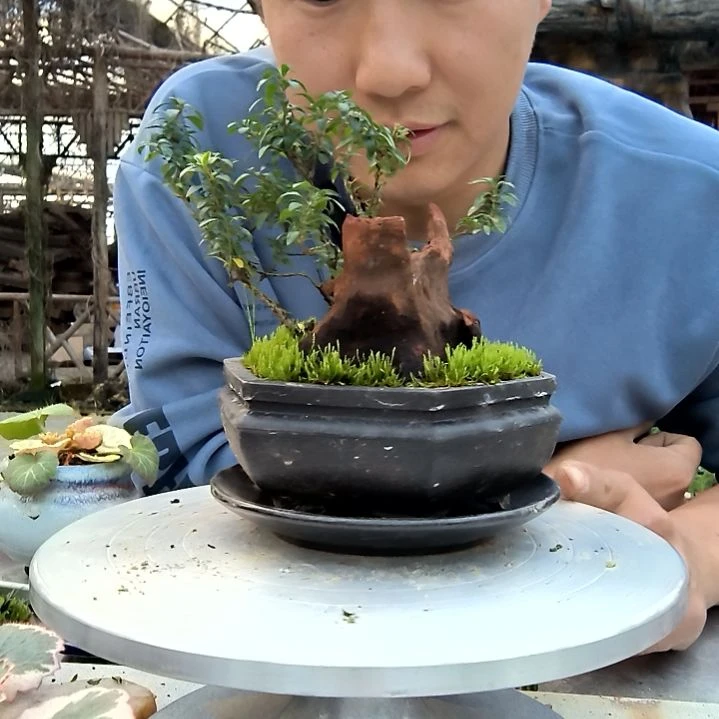 w**a小盆景小植物一物一拍457