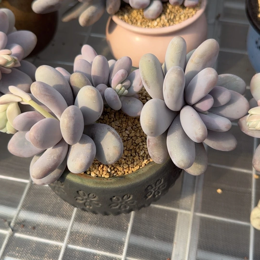 从前慢花园精选原始奶酪