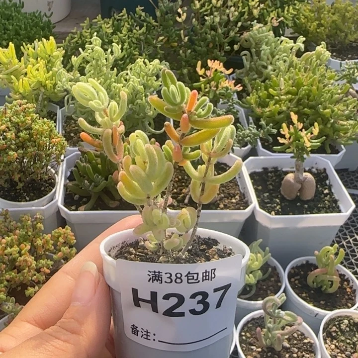 多肉植物枝干橙叶白锦