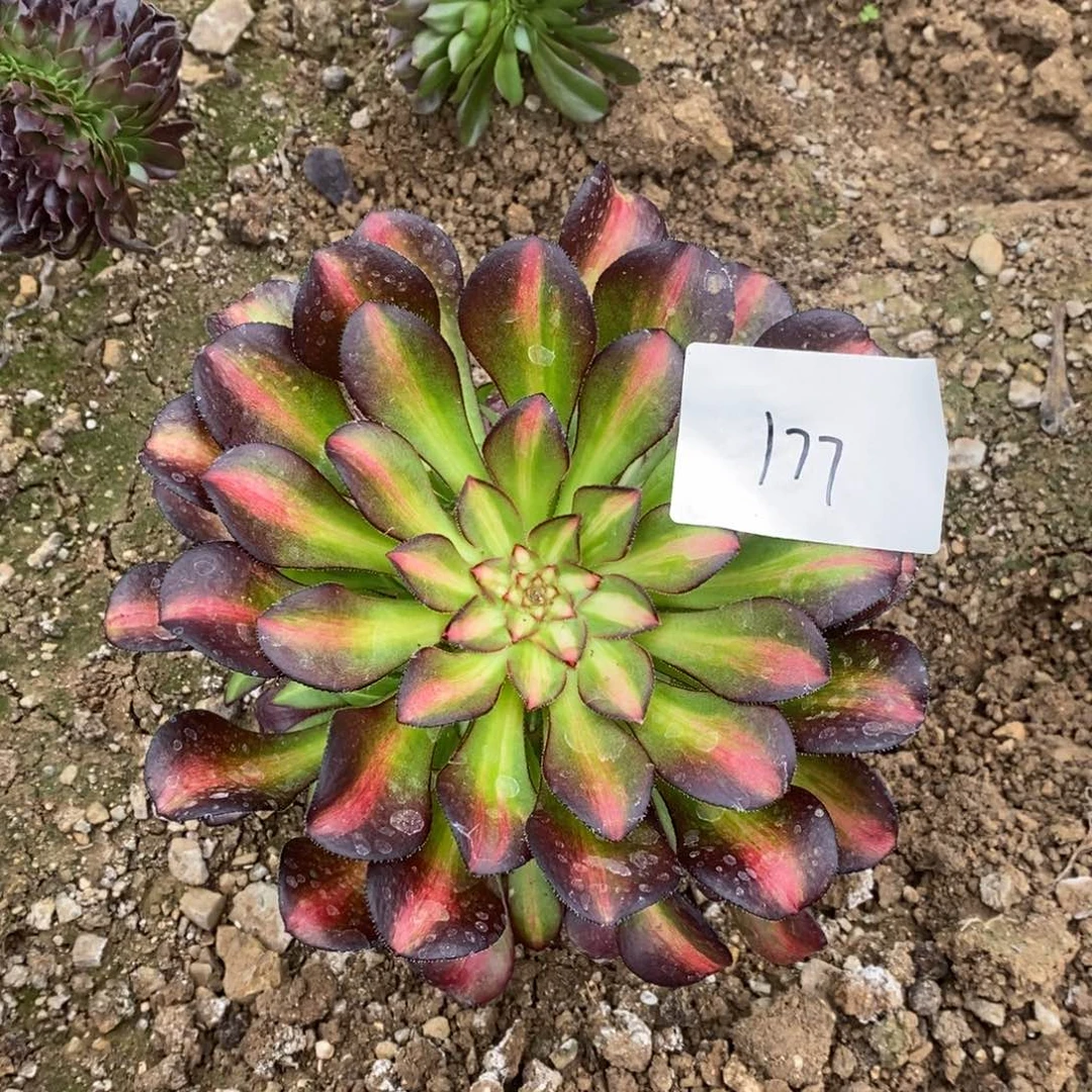 177晚霞多肉植物