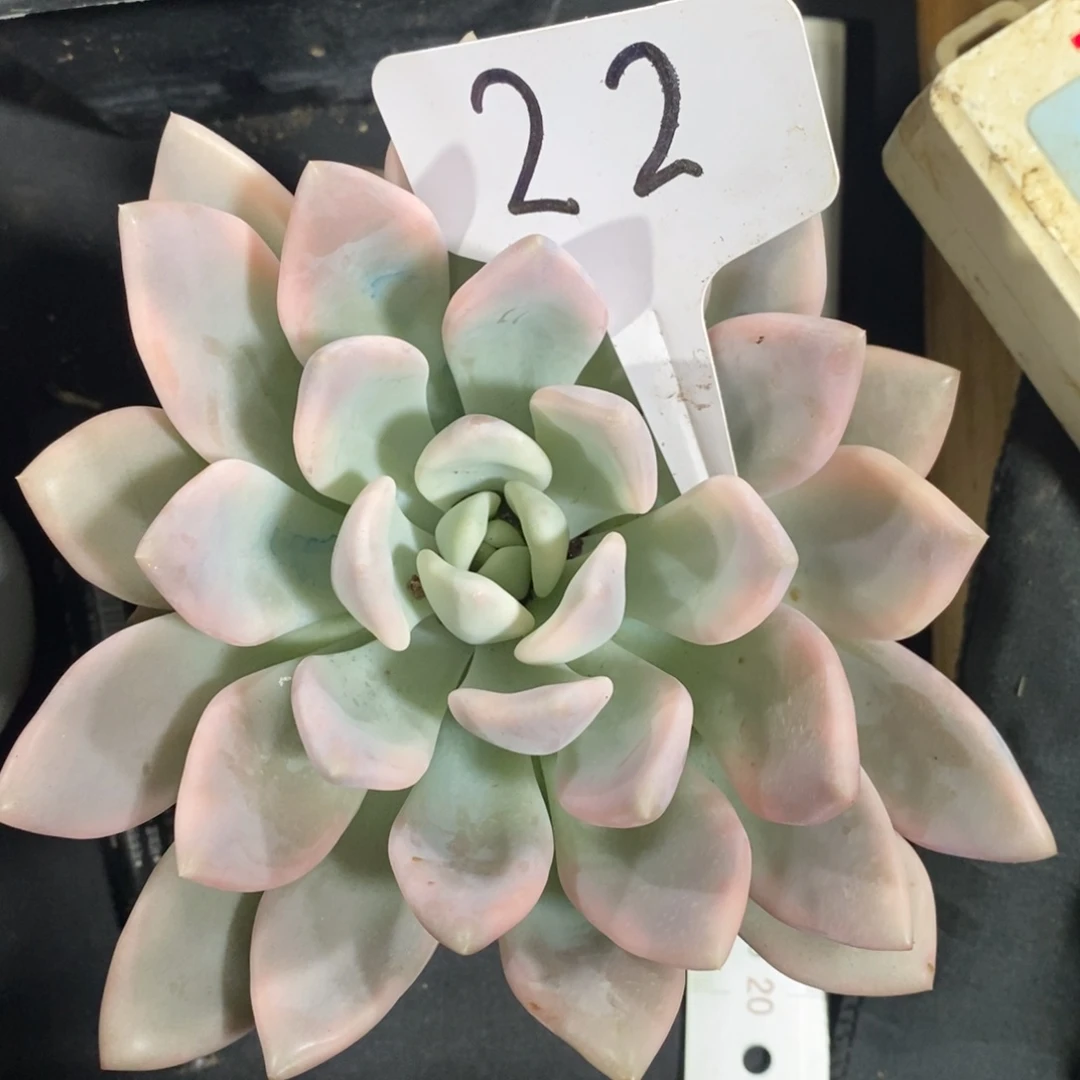 老阿姨花卉一物一拍