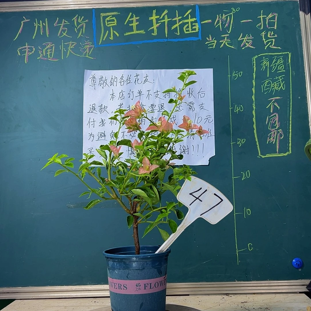 当前无花栽培后可以开花 卡亚塔 47